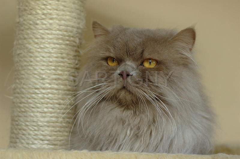 BRITISH LONGHAIR 004.jpg
